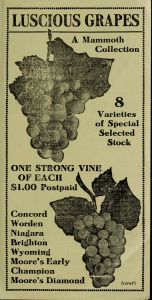 Luscious grapes : a mammoth collection
