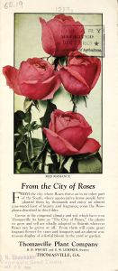 Four exquisite rose varieties ; Hotbed and field-grown vegetable plants / Thomasville Plant Company.