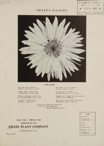 Shasta daisies : fall 1944 -- spring 1945 wholesale list / Riegel Plant Company.