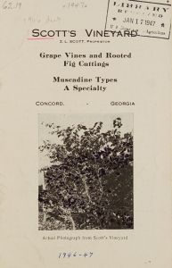 Grape vines and rooted fig cuttings : Muscadine types, a specialty / Scott's Vineyard ; Z. L. Scott, proprietor.