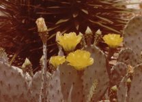 Cactus Rock Garden in bloom on campus in front of Margaret Rood Hazard Library