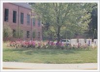 Photograph of the flower garden next to the Athens-Clarke County Library, Athens, Georgia, circa 2000