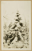 Tree in Snow, circa 1933