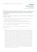 Camalexin-Induced Apoptosis in Prostate Cancer Cells Involves Alterations of Expression and Activity of Lysosomal Protease Cathepsin D