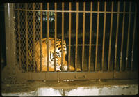 Tiger, August 1959