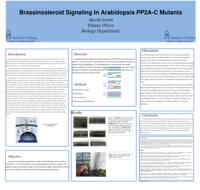 Brassinosteroid signaling in arabidopsis PP2A-C mutants