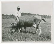 Photograph of a farmer standing in a field petting a cow, Columbia County, Georgia, 1952-1957?