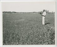 Photograph of a man standing in a field of Crimson Clover on the farm of Harry Blanchard, Columbia County, Georgia, 1952-1957?