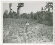Photograph of a man examining a leaf on a tree farm, Columbia County, Georgia, 1952-1957?