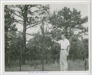 Photograph of a man standing next to a small pine tree examining the results of a wild fire, Columbia County, Georgia, 1952-1957?