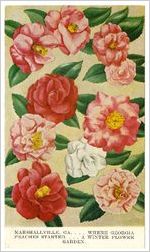 Marshallville, GA-- where Georgia peaches Sstarted-- a winter flower garden