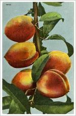 Postcard of peaches