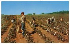 Postcard of Cotton Pickin' Time