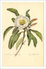 Postcard of Franklinia Alatamaha