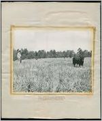 Photograph of South Korean government representative studying pasture development methods on J. E. Stewart's farm, Clarkesville, Habersham County, Georgia, 1950 January 12