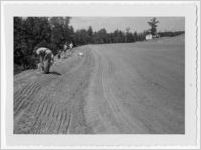 Photograph of men doing agricultural work on the side of a hill by a large land clearing, Clarkesville, Habersham County, Georgia, 1953