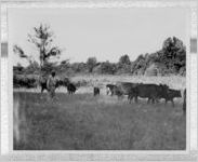 Photograph of cattle and agricultural laborer in a pasture, Clarkesville, Habersham County, Georgia, 1953