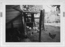 Photograph of chickens in a chicken coop, Clarkesville, Habersham County, Georgia, 1953