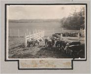 Photograph of cattle inside a pen, Clarkesville, Habersham County, Georgia, 1950