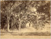 Palmetto Grove