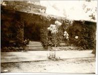 Ivy Covered Walls