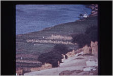 Nile Village
