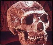 Skull