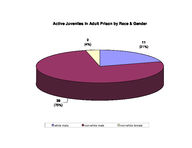 Inmate statistical profile: juveniles in adult prison system, Feb. 2001