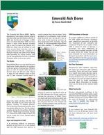Emerald ash borer