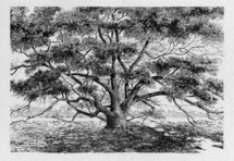The Big Oak, Thomasville, Georgia / Huey Theus