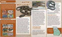 Is it a water moccasin?