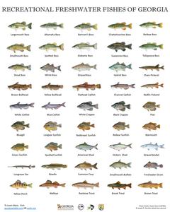 Recreational freshwater fishes of Georgia