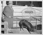 Photograph of a Duroc at the Georgia State Fair, Macon, Bibb County, Georgia, 1940-1949?