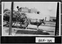 [Photograph of ox-drawn hay wagon, Fitzgerald, Ben Hill County Georgia, 1911]