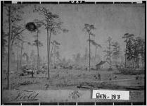 [Photograph of land being cleared, Fitzgerald, Ben Hill County, Georgia, 1895]