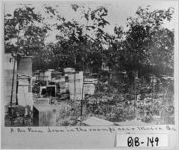 A Bee Farm down in the swamps near Macon Ga