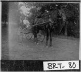 [Photograph of Winnie and Marshall Knox in a buggy, Bartow County, Georgia]