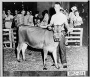[Photograph of Billy Hall showing dairy heifer at a fair, Winder, Barrow County, Georgia, 1956]