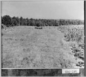 [Photograph of farm of H.H. Calvard, Barrow County, Georgia, 1955 Aug.]
