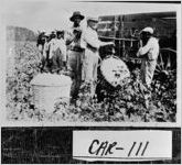 [Photograph of J. G. Richards, Sr. and Roosevelt Robinson in a cotton field, Carroll County, Georgia, between 1939 and 1940]