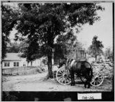 [Photograph of a mule wagon, Marietta, Cobb County, Georgia, ca. 1941]