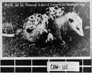 Meet us at Possum Eaters' Convention - Newnan, Ga.
