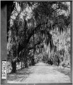 [Photograph of one of the drives through Bonaventure Cemetery, Chatham County, Georgia, ca. 1930]