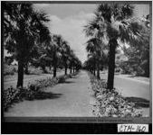 A PORTION OF BEAUTIFUL VICTORY DRIVE WHICH EXTENDS FROM SAVANNAH TO THE SEA