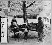 [Stereograph of two African-Americans standing beside a cart of firewood, Savannah, Chatham County, Georgia, ca. 1880]