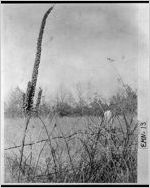 [Photograph of field on abandoned farm, Emanuel County, Georgia, 1960-1969]