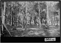 [Photograph of people fishing and camping at Coleman's Lake, Emanuel County, Georgia, 192-]