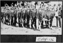 [Photograph of boys standing beside their entries in a cattle show, Swainsboro, Emanuel County, Georgia, 1942]