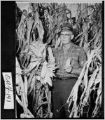 [Photograph of Lonnie Hutcheson displaying ears of corn in his cornfield near Norristown, Emanuel County, Georgia, 1958]