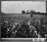 [Photograph of cotton field and home of Foster T. Thomas, Franklin County, Georgia, ca. 1900-1910]